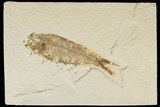 Detailed Fossil Fish (Knightia) - Wyoming #186441-1